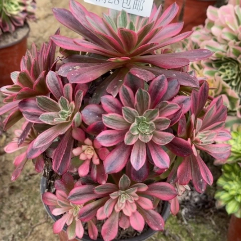 白婚纱多肉多肉5620