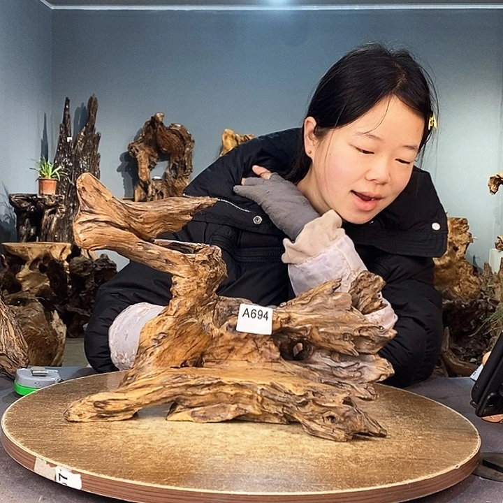 茶盏不*理694株木的随行的根艺