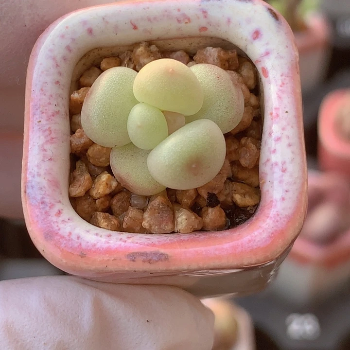 065 萤火虫 白萤火 超级圆润白