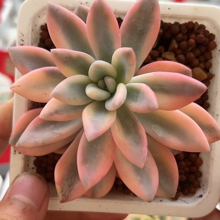 彩色奥普锦多肉植物