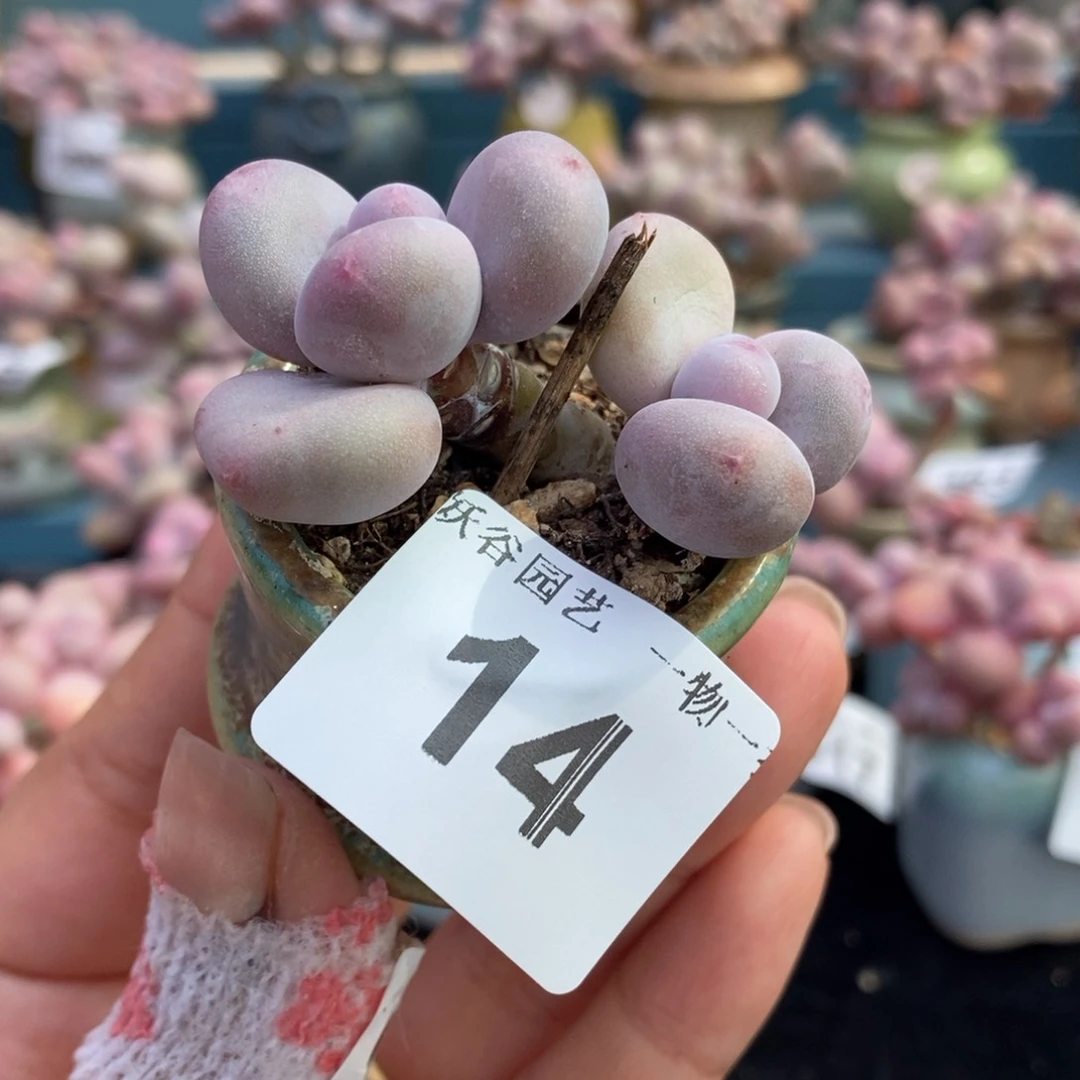 14蛋黄奶酪带盆土