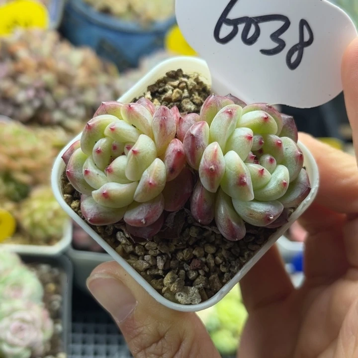 秃子甜心双头6038