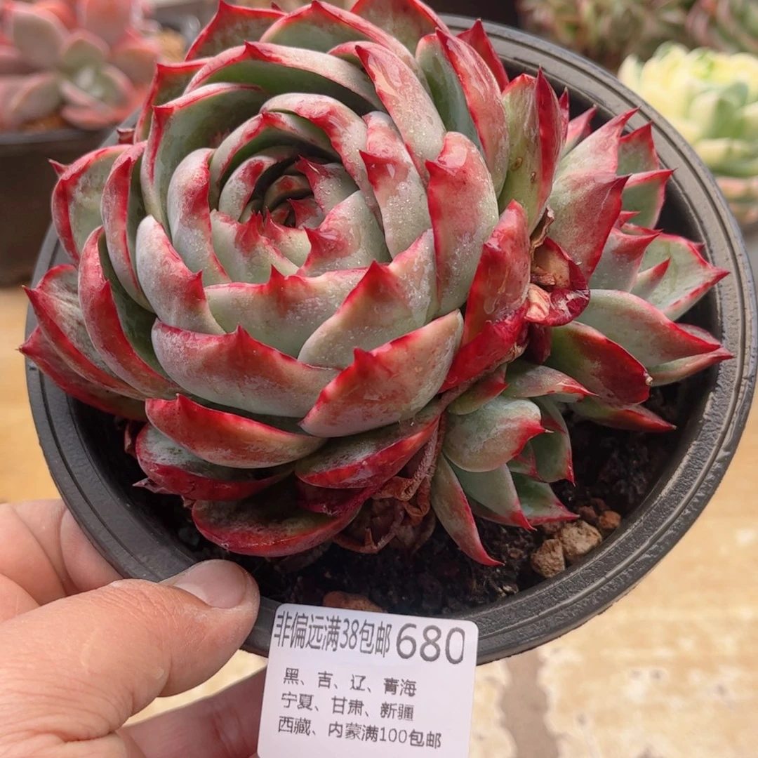 680惊鸿仙子德华多肉