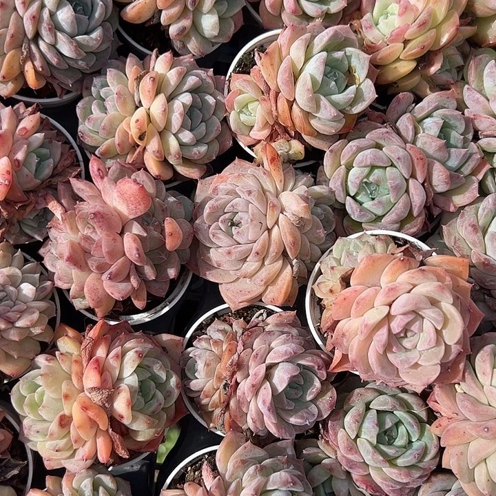 三颗纯爱多肉植物精品