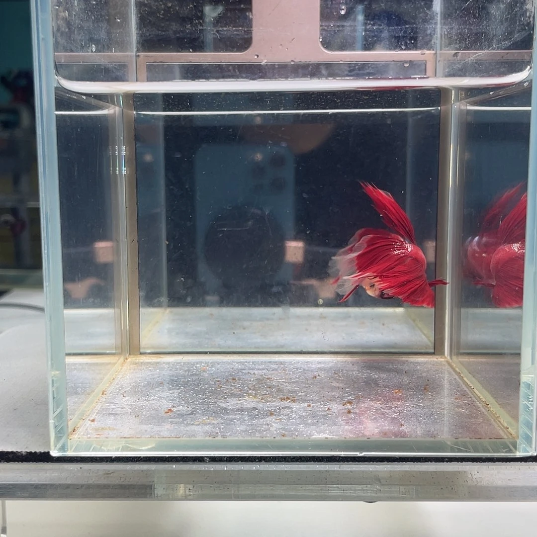 斗鱼八月十六日竞价