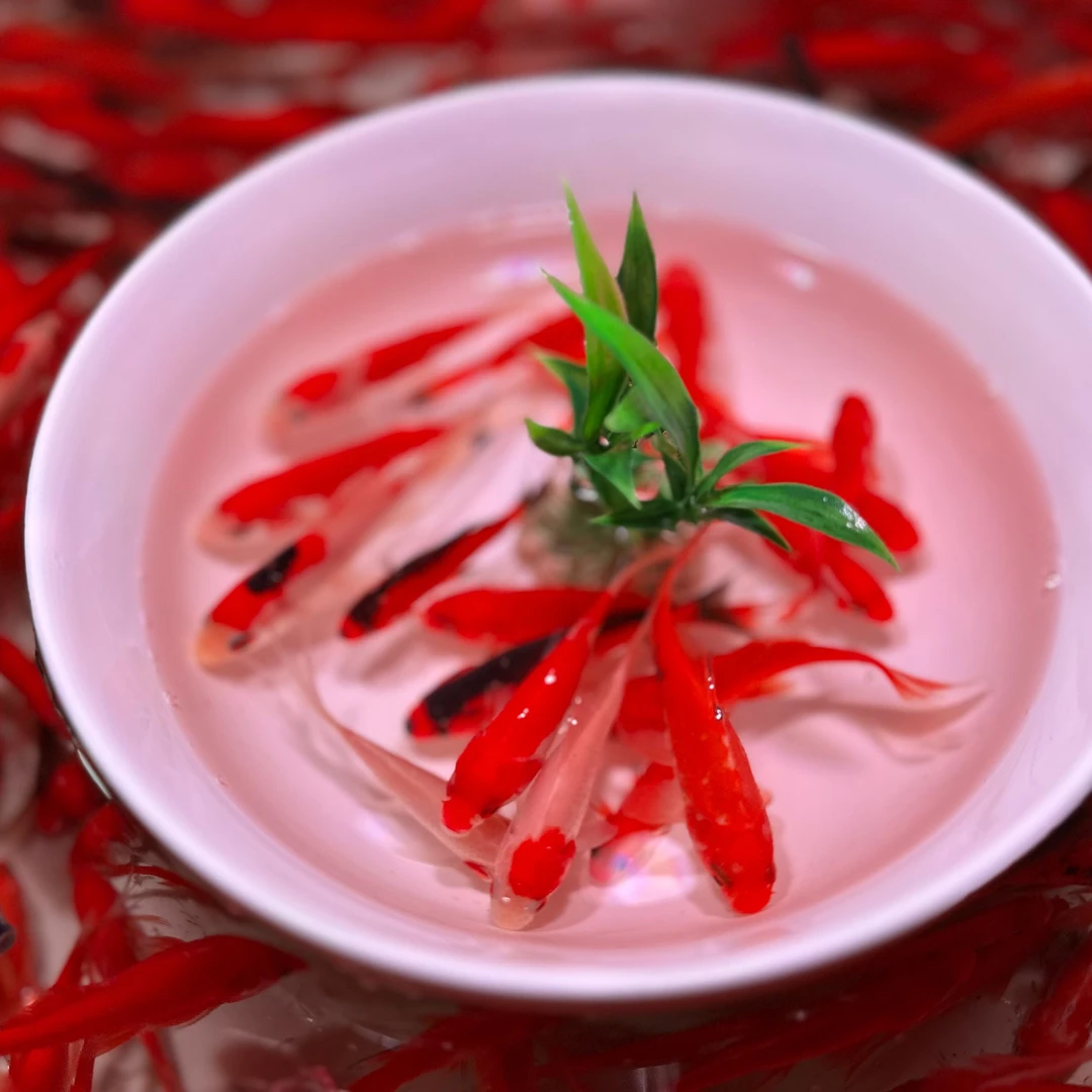 超大尺寸红草金 9-12公分（ 9条）不支持指定，颜色随机