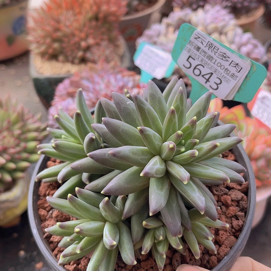 5643梵高美人多肉植物