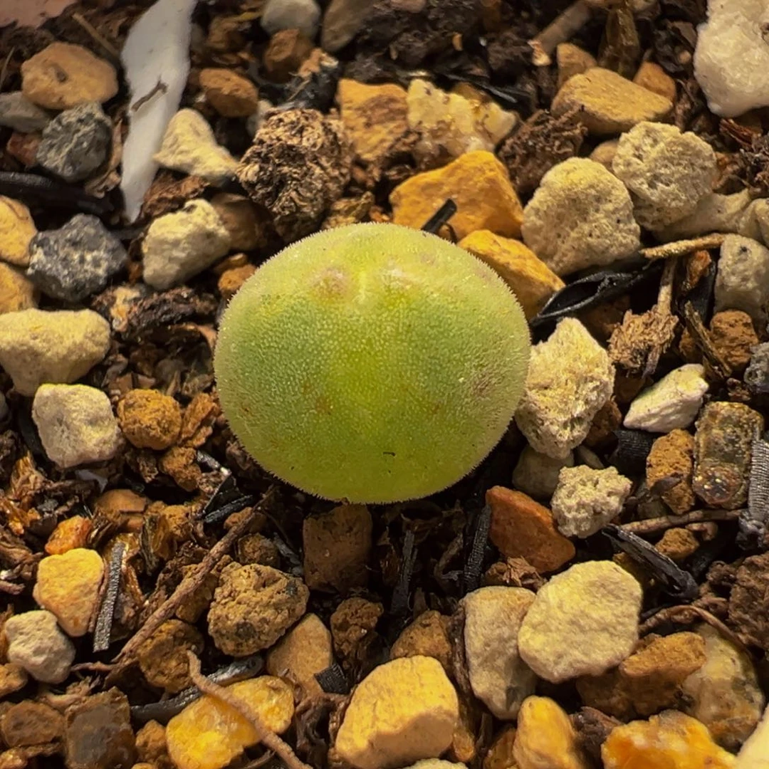 空蝉大眼睛多肉植物