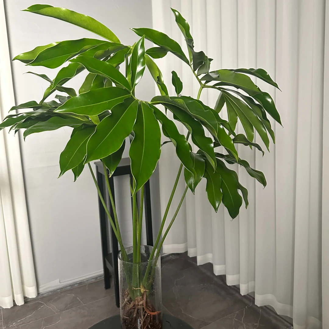 印第安羽毛蔓绿绒五子登科耐阴热网红观叶北欧风好寓意