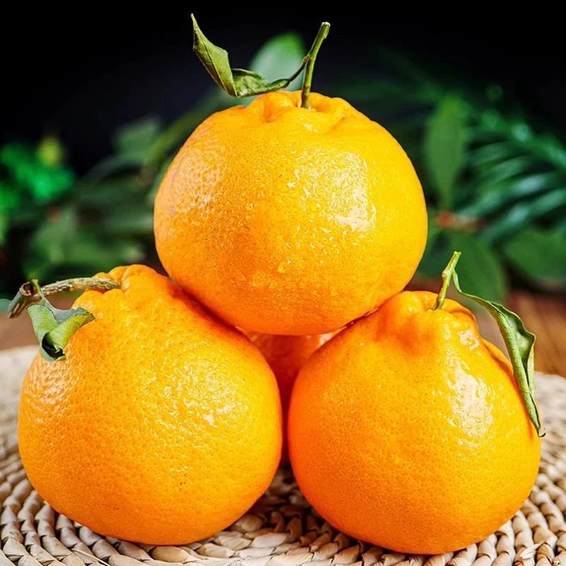 四川正宗春见耙耙柑新鲜当季新鲜水果整箱包邮