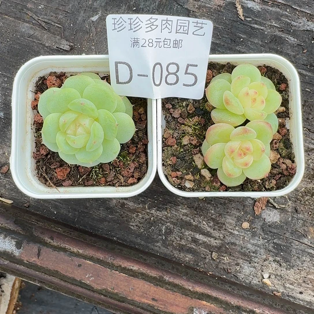 ****嗷云南精品多肉土豆2棵