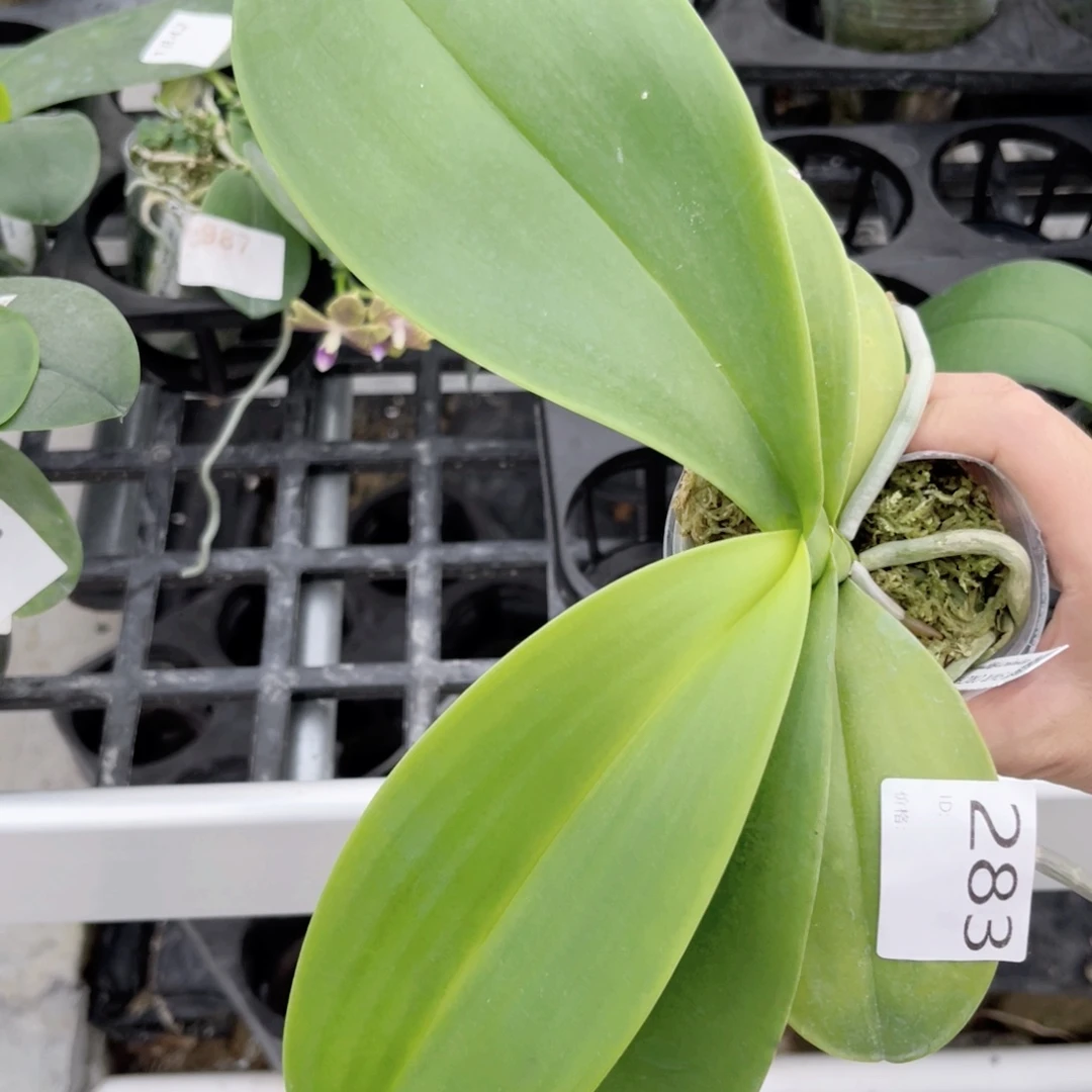 完全开放283swr22ll新几内亚香阿嬷