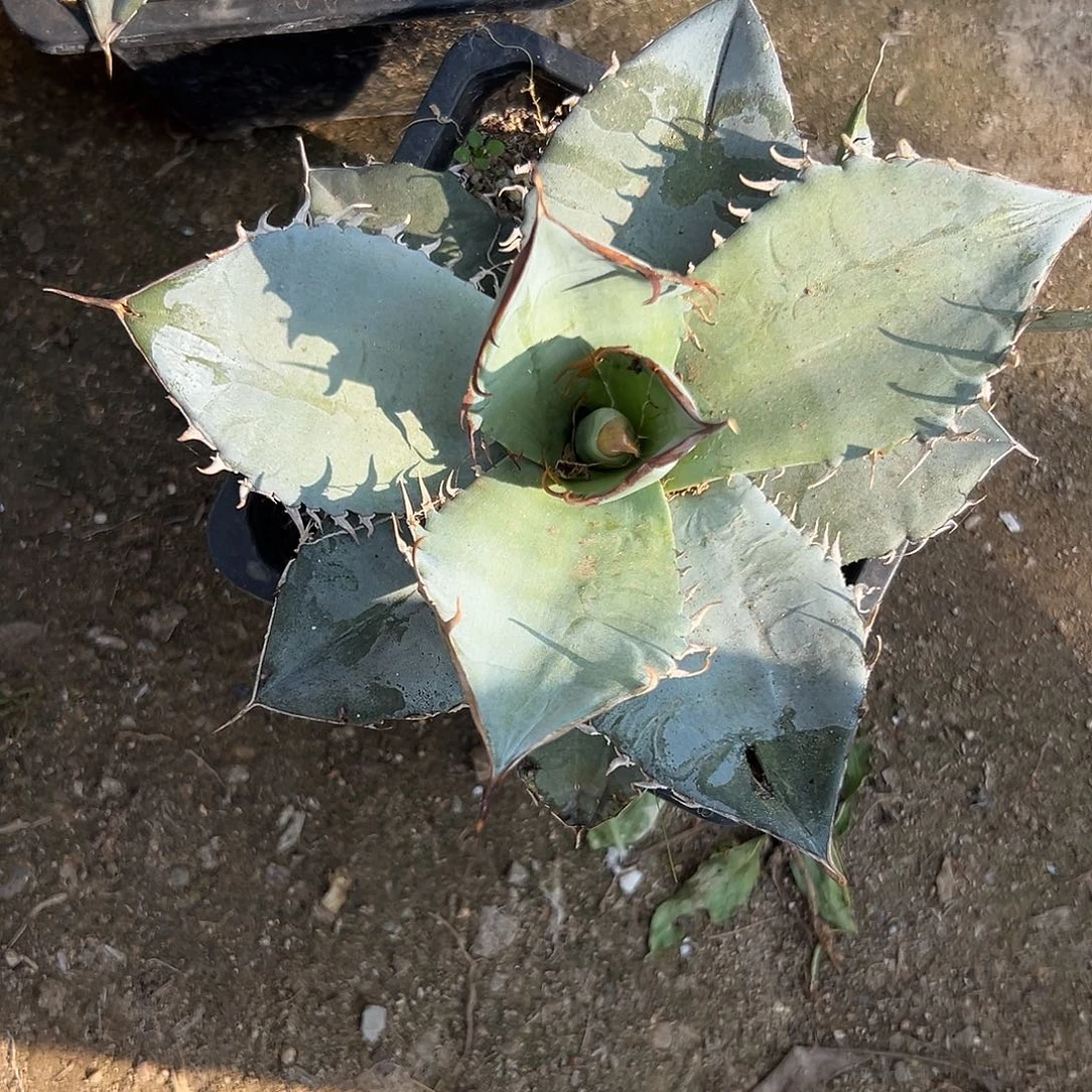 多肉植物白冰单头