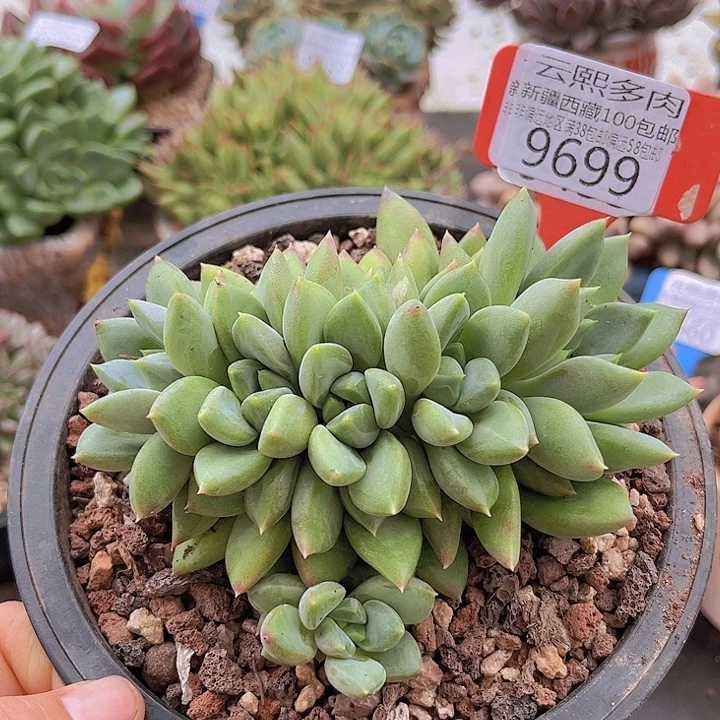 9699红象牙。
