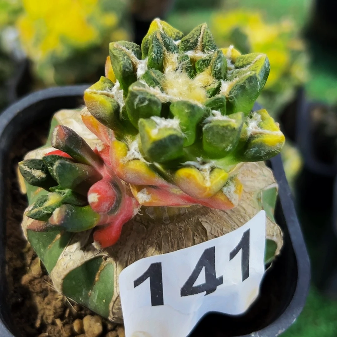 无花朵双头黑牡丹锦141
