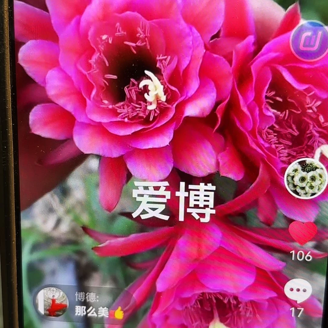 爱伯金妞侧牙20包邮仙人球35