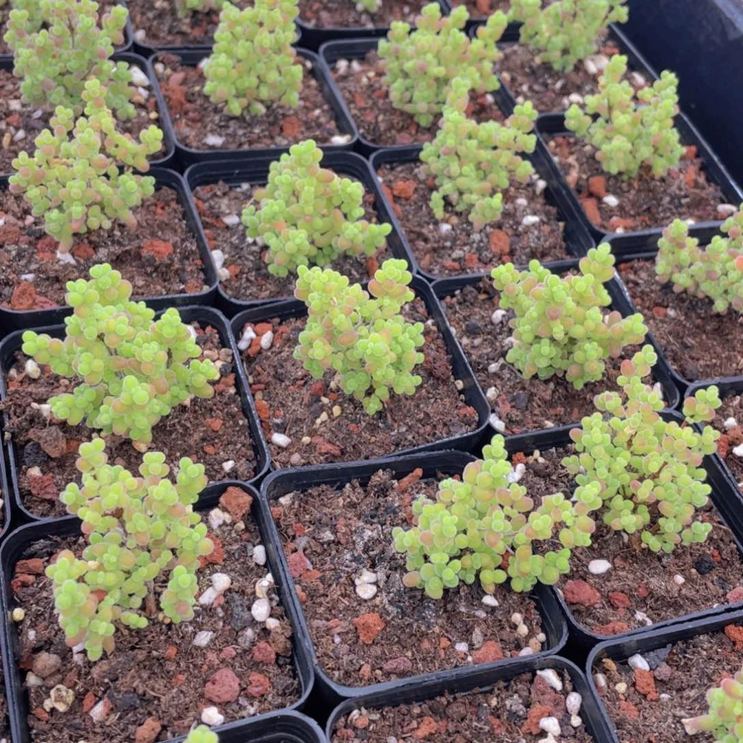 量拍58号 蜜橘枝干小树造型老桩群一个