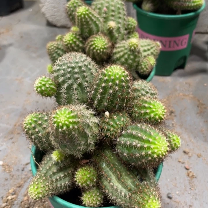 群生进口多头白檀阿尔巴