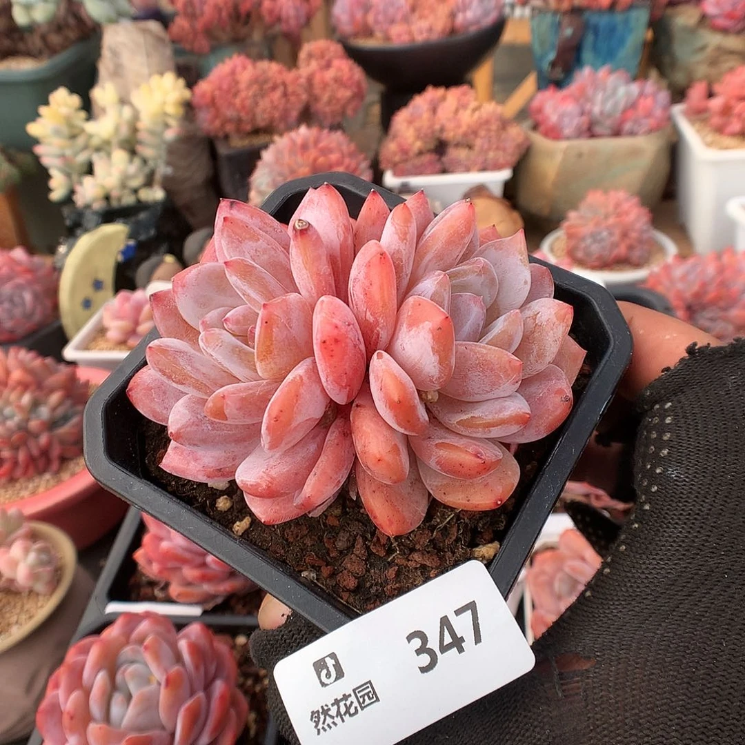 347雪天使多肉植物6666