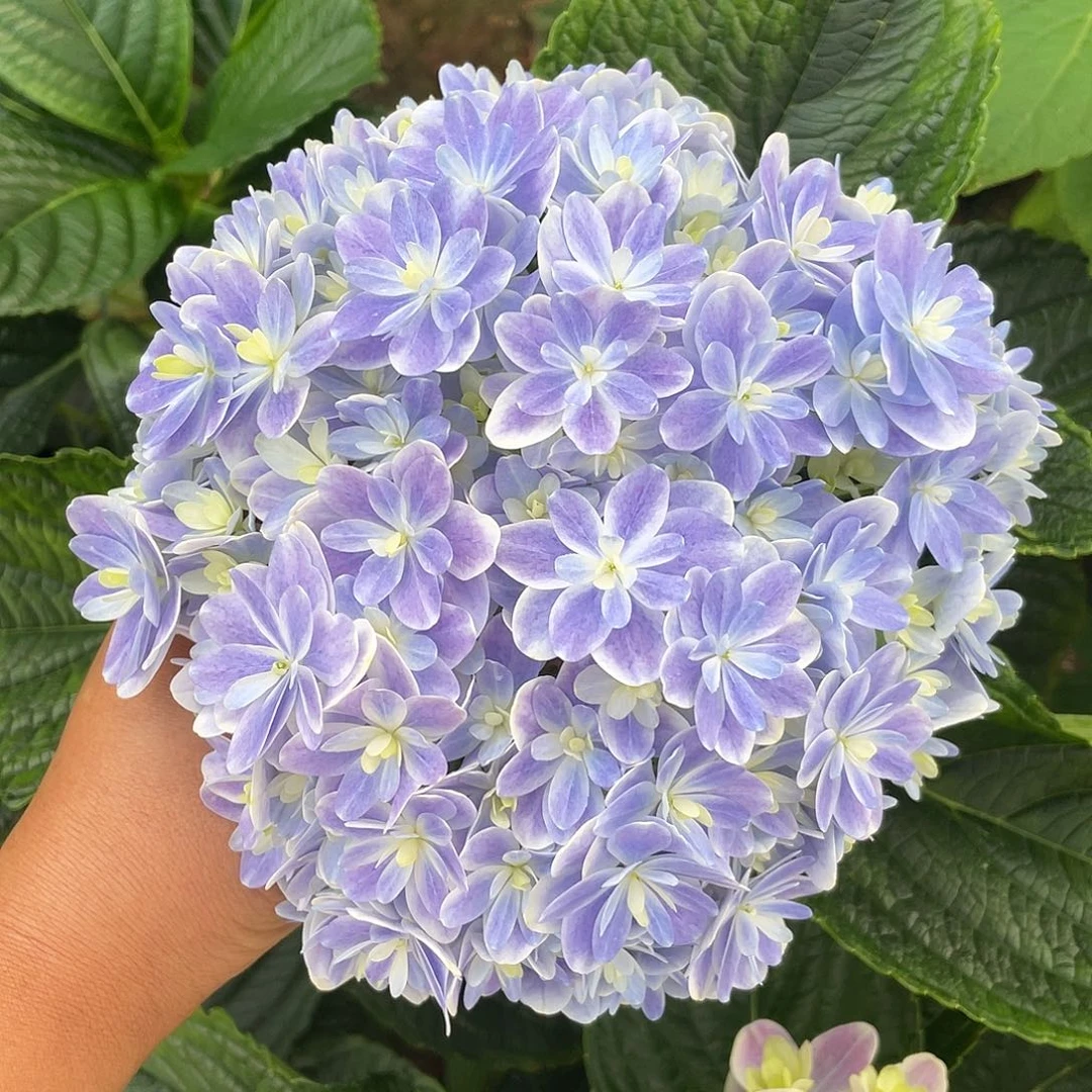 绣球切花一物一拍3枝起包邮，176
