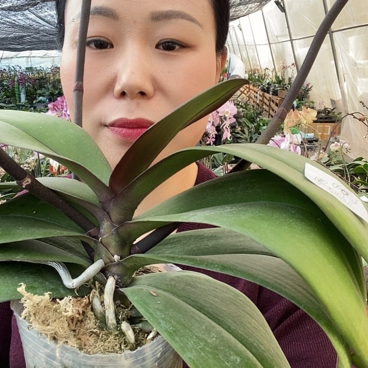 无花朵安娜蝴蝶兰