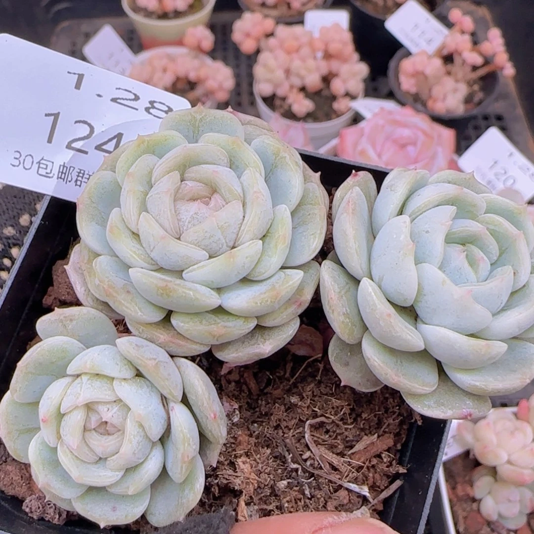 老桩白色恋人一颗三头