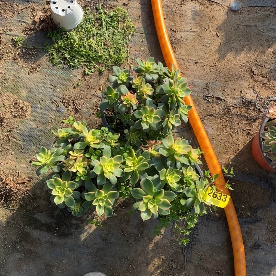 三颗多肉法师艳日辉2633