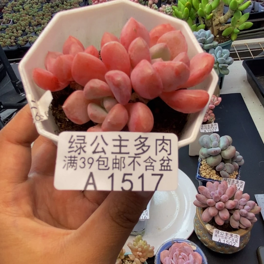 517粉桃花多肉6c m