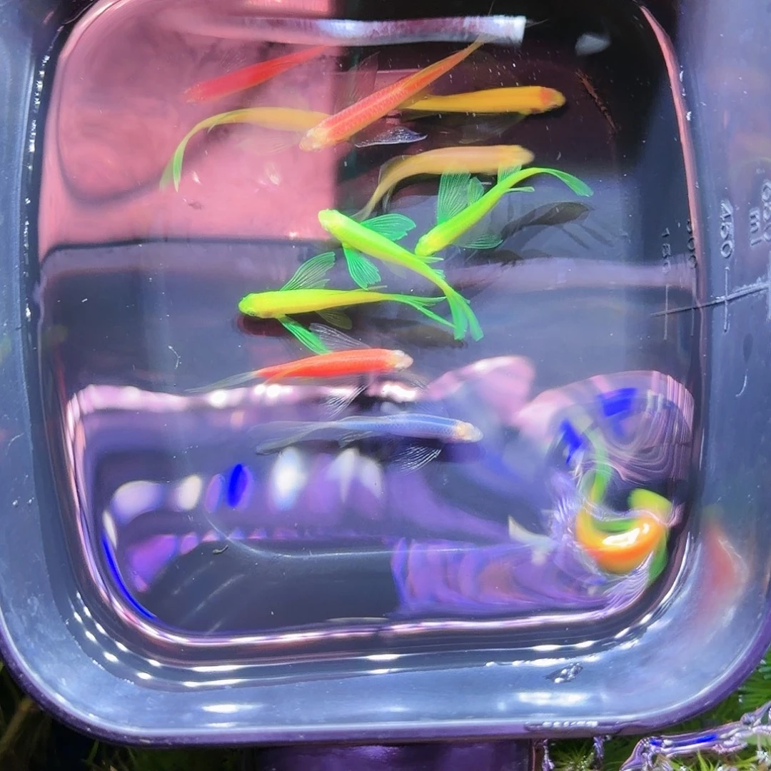 斑马鱼颜色随机蝶亦斑马20条(12条送8条备损)