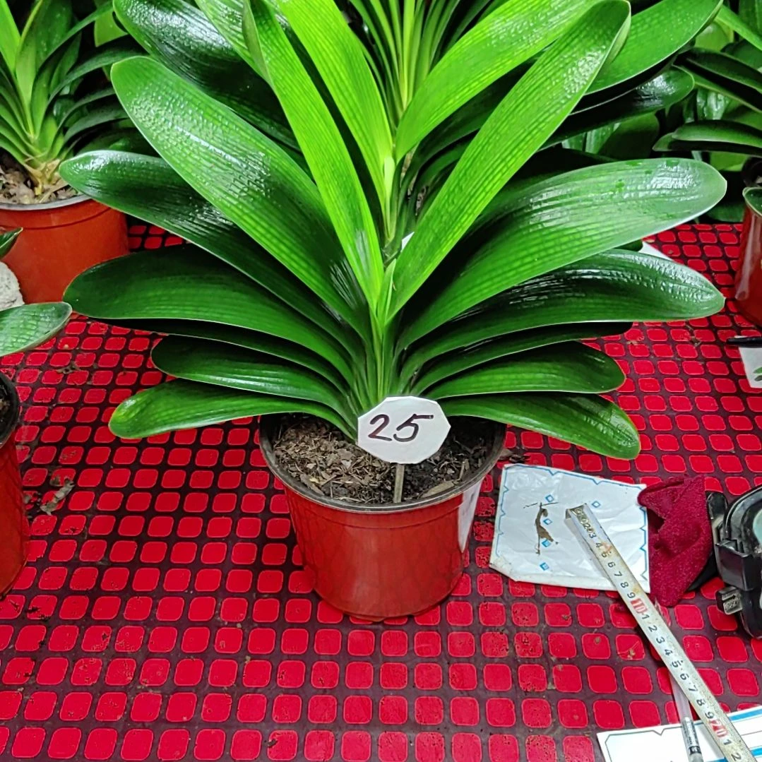 完全开放绿植君子兰，一物一拍