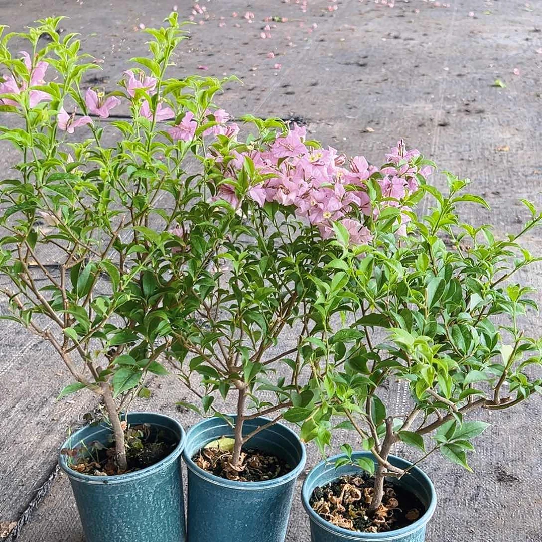 当前无花栽培后可以开花柳叶苹果花掌中宝一颗