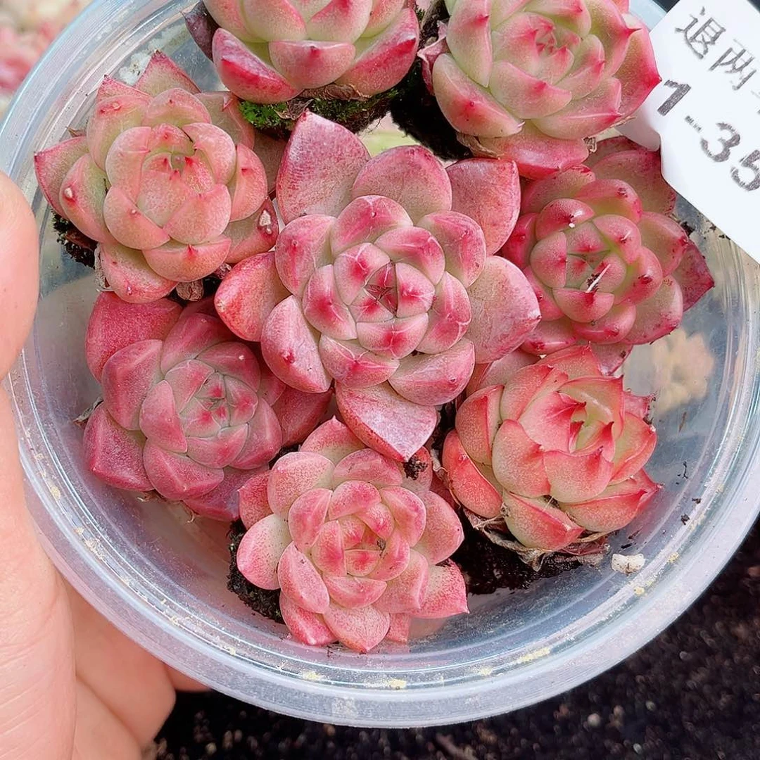 1-354 新疆西藏内蒙不发12.8包邮2-3公分多肉