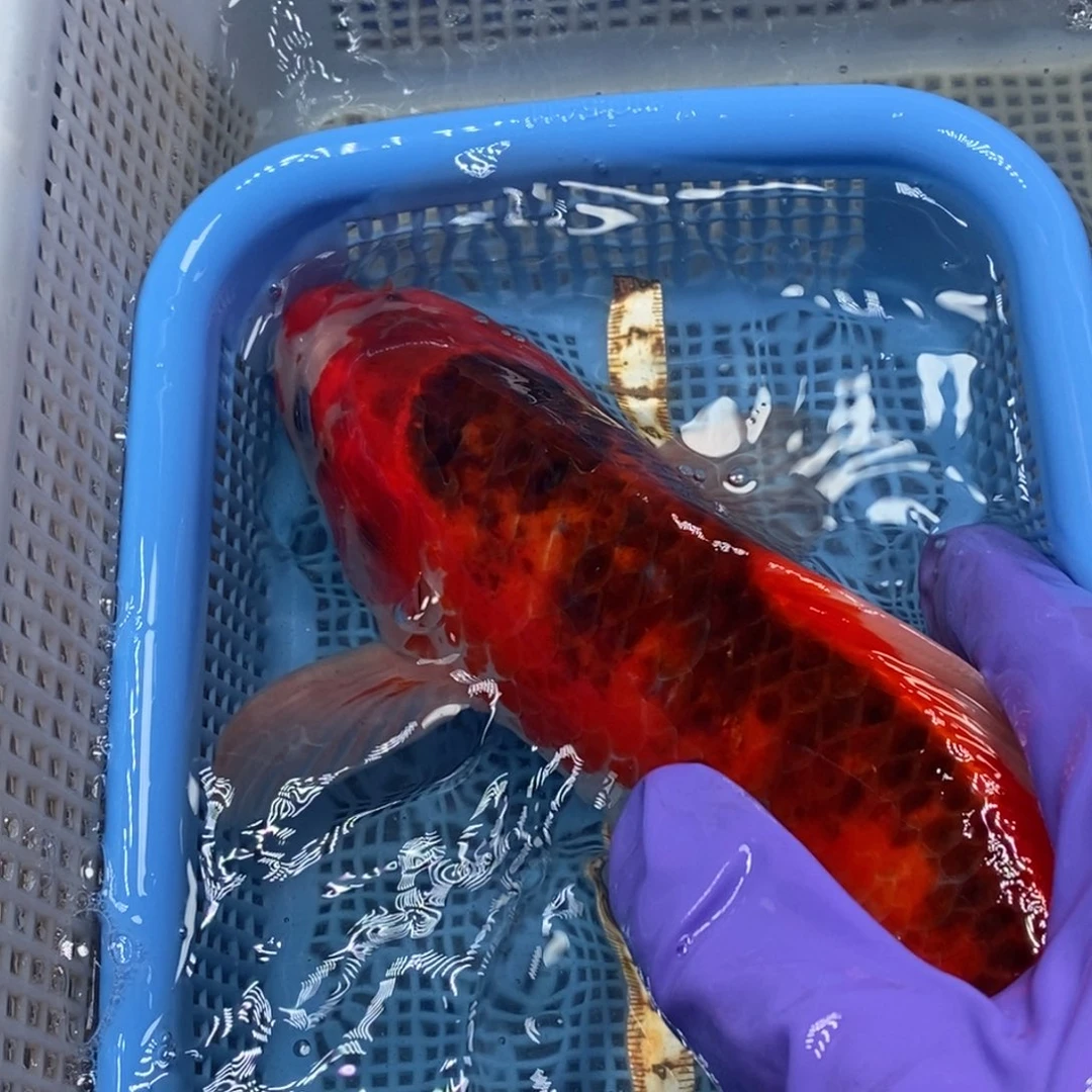 锦鲤冷水锦鲤包邮
