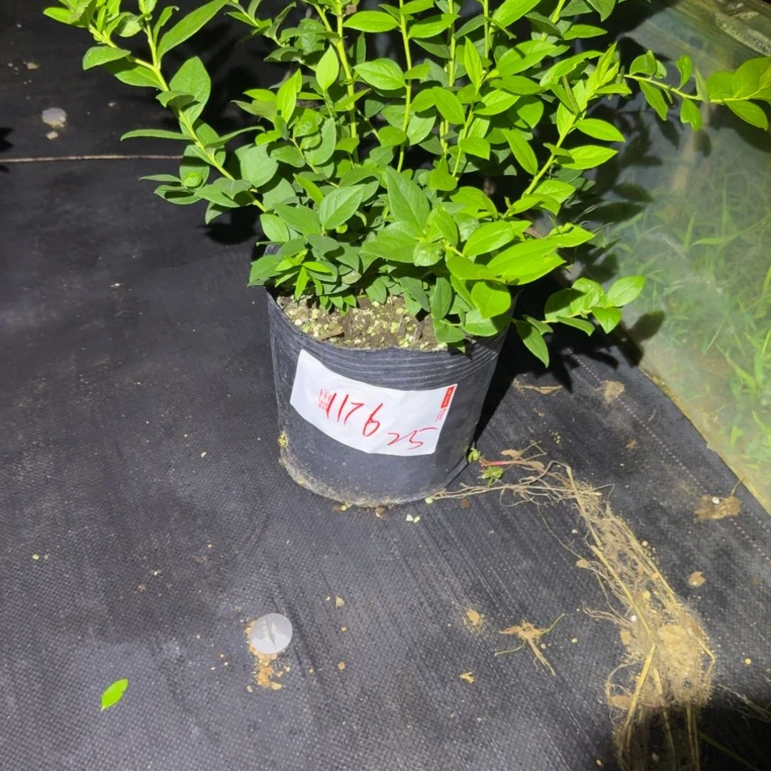 缅***区大钵25一物一拍1176