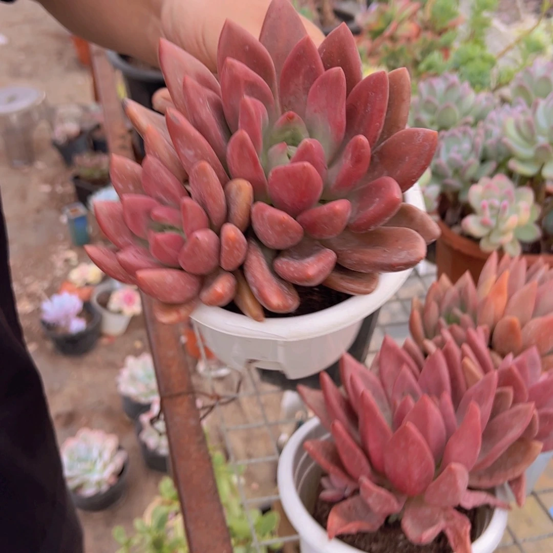 桃花源双头起发两盆