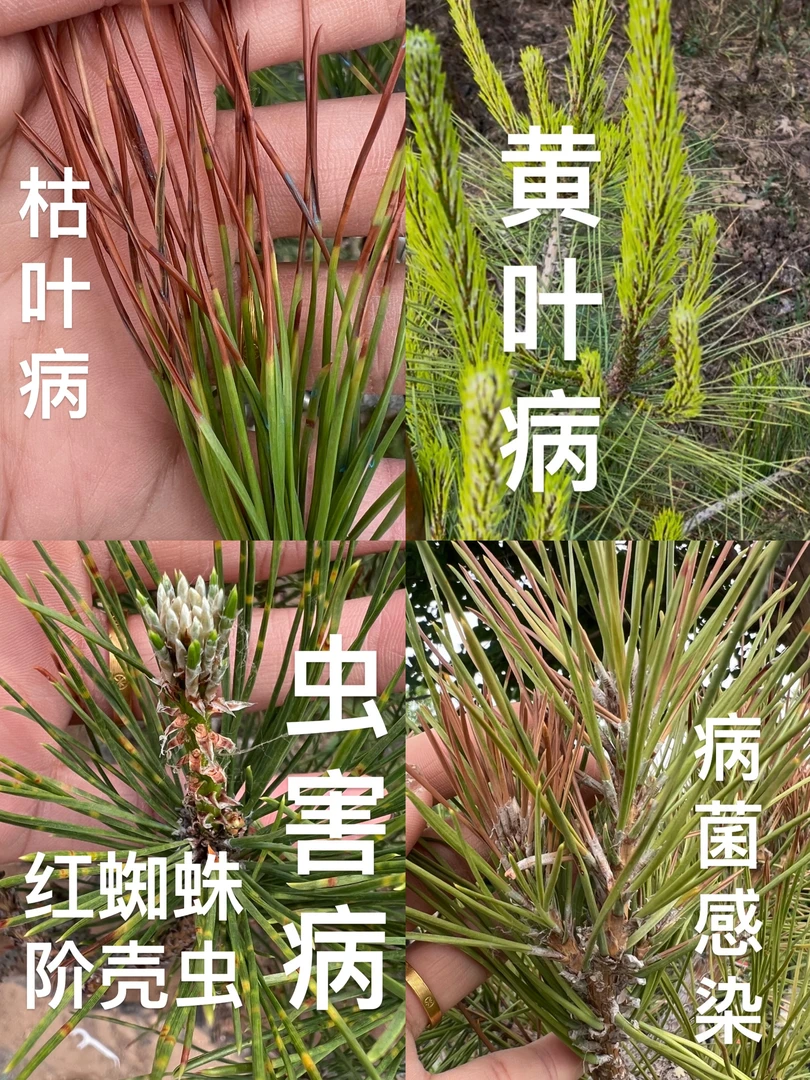 黑松盆景 地栽黑松杂木盆景 黄叶 枯叶 梢枯 红蜘蛛 蚧壳虫都可用