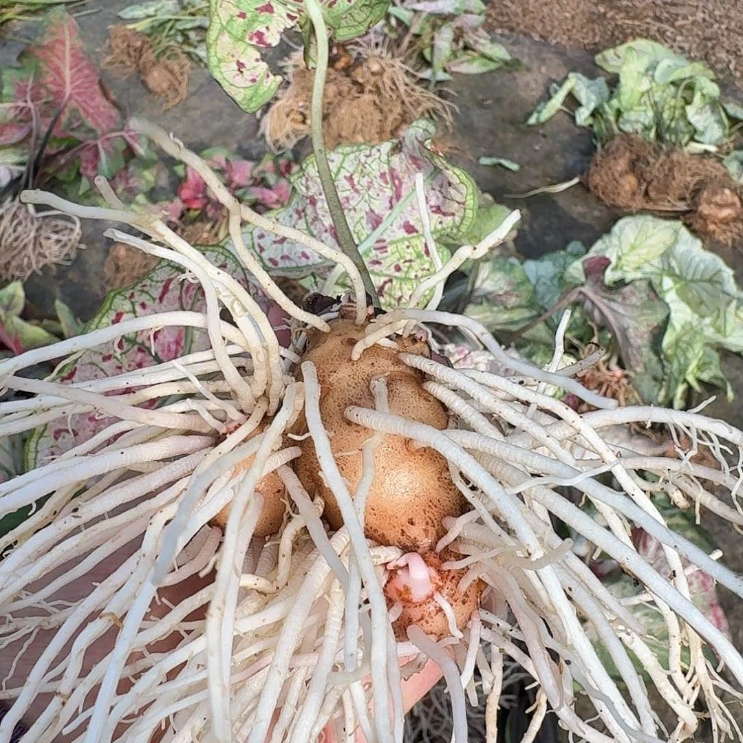 完全开放0197红酒飞溅裸球不售后