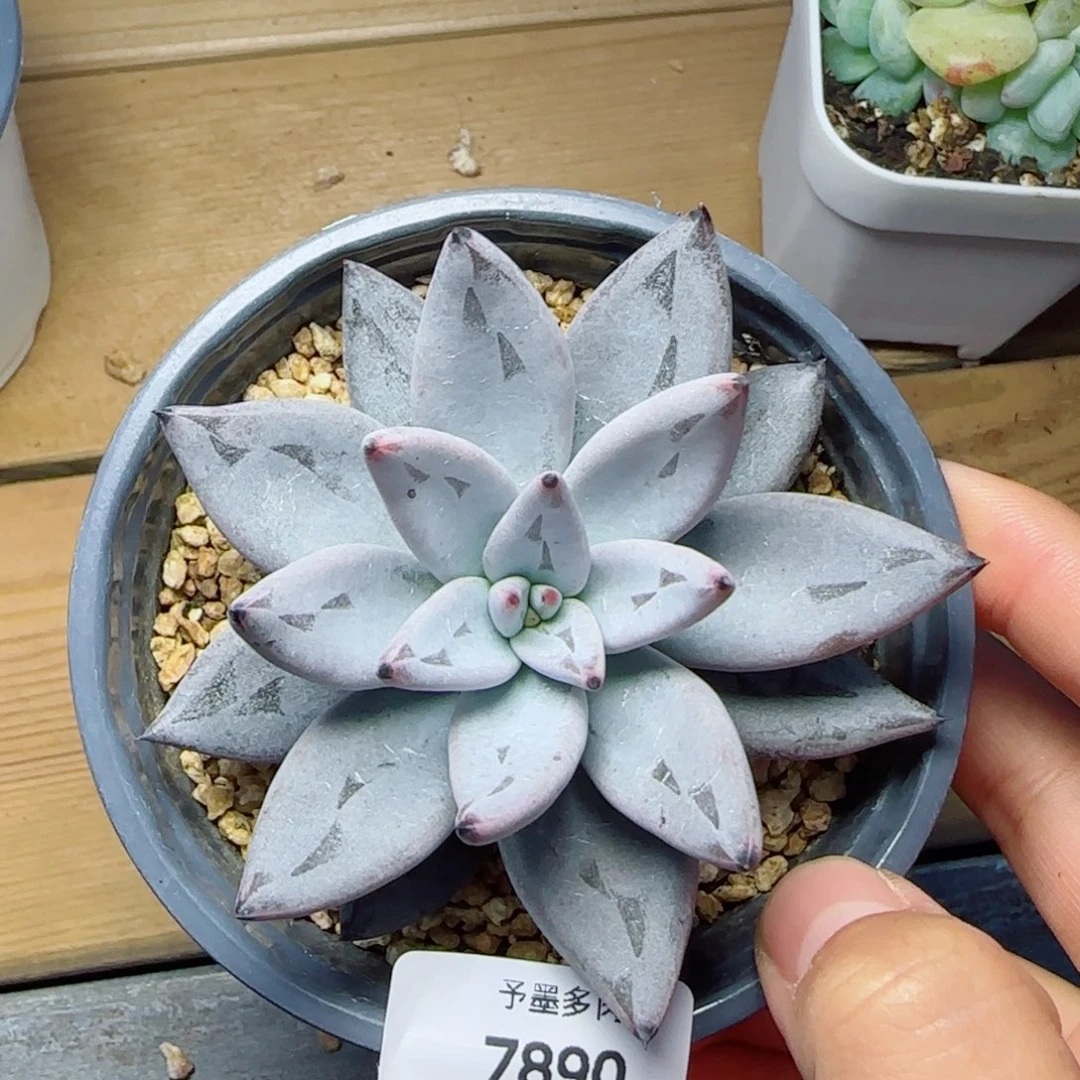 M***J魔爪，7890多肉植物