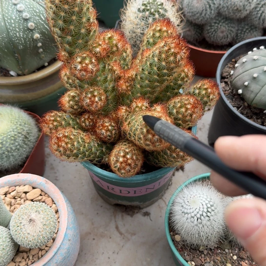 迷***糊图可口可乐了可口可乐