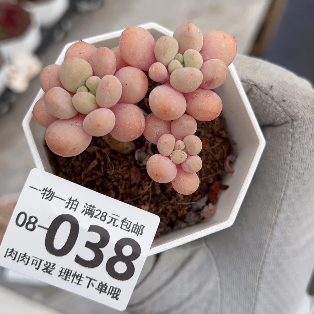 鱼子酱多肉多肉多肉多肉