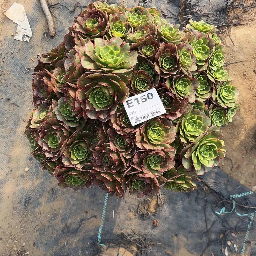 150奶白朵朵多肉植物