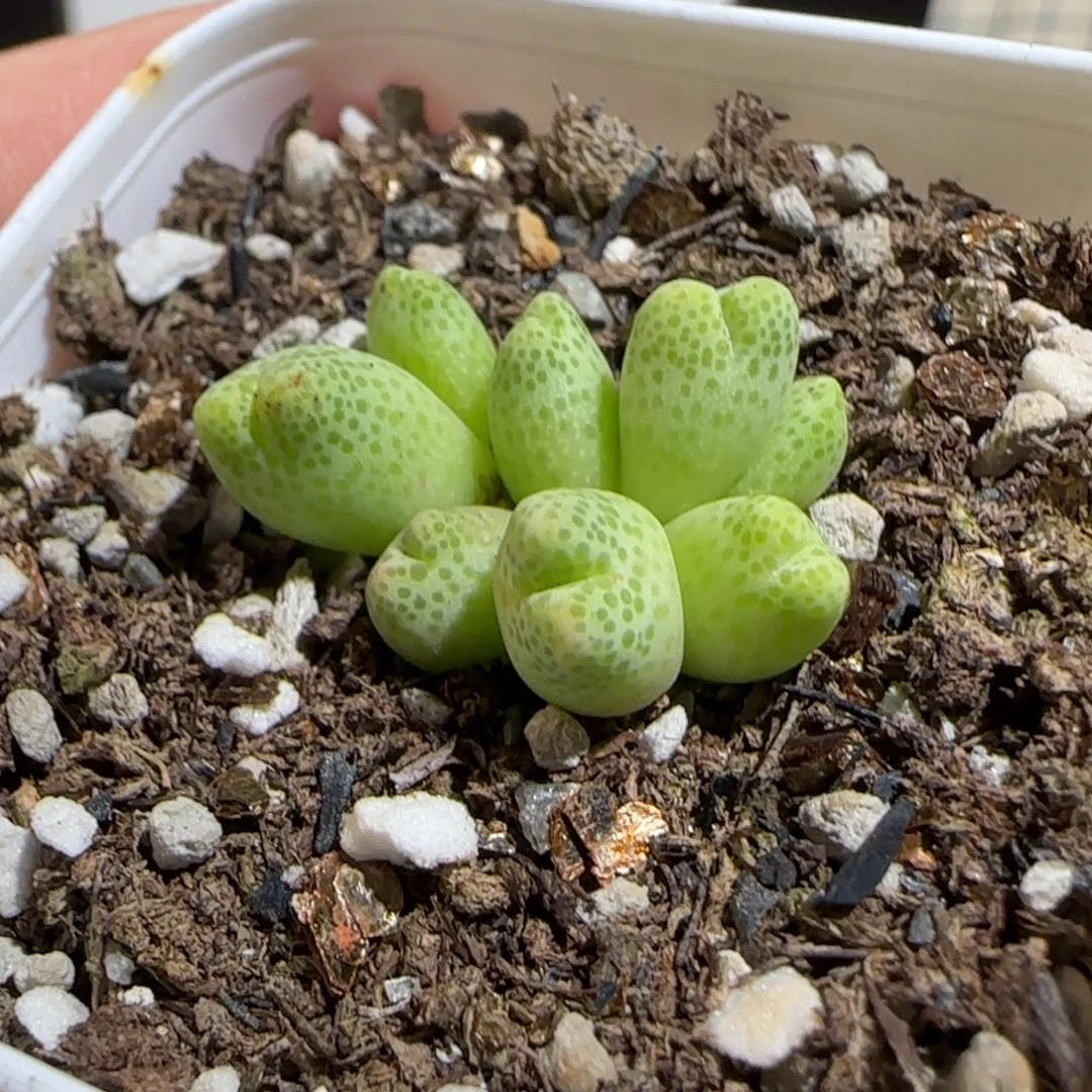 肉锥多肉植物组合-草莓斑马母本1176