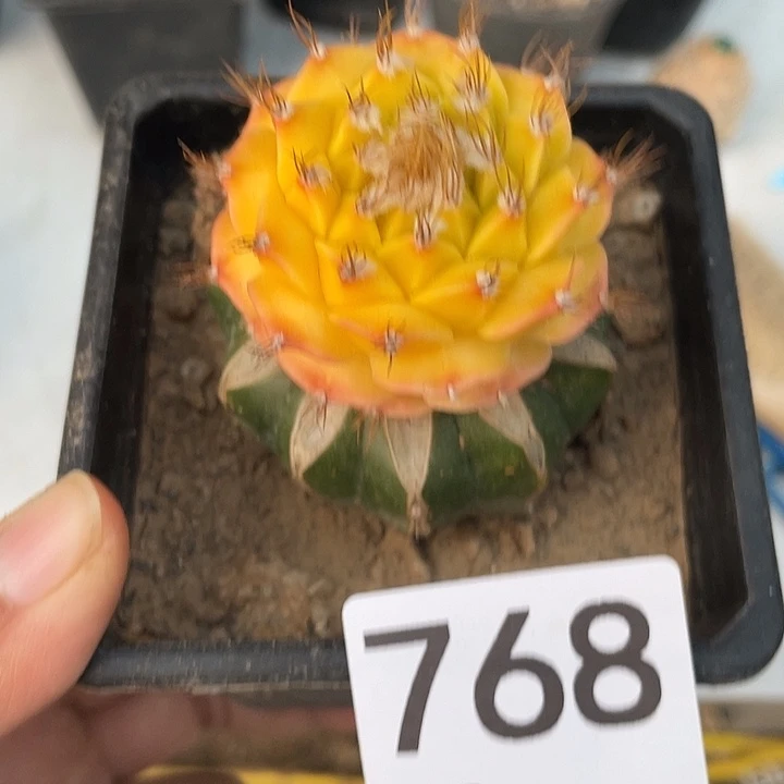 仙人球蒂冠锦768号