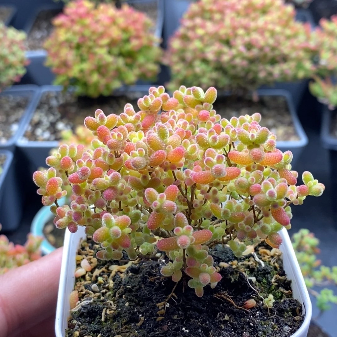 蜜橘糖球191。