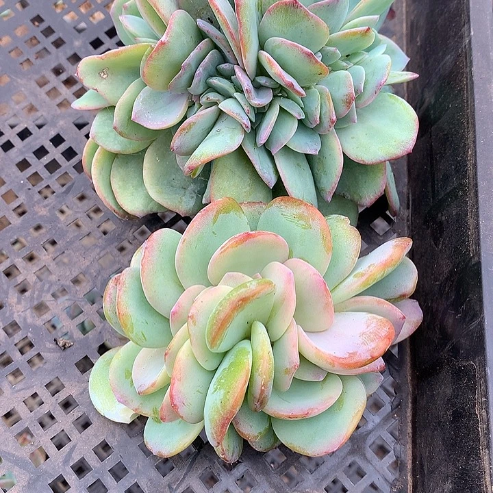 两颗嫁接白凤无根