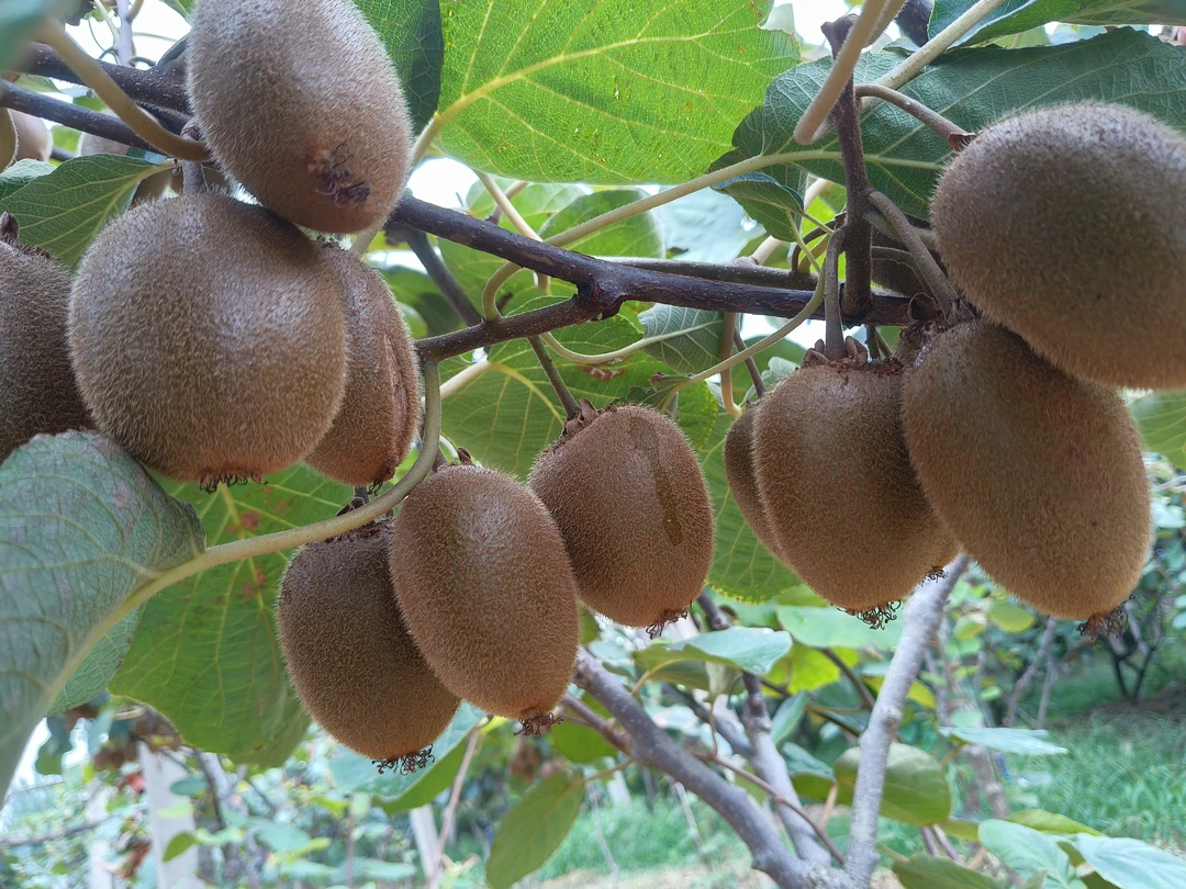 宁子果蔬翠香猕猴桃