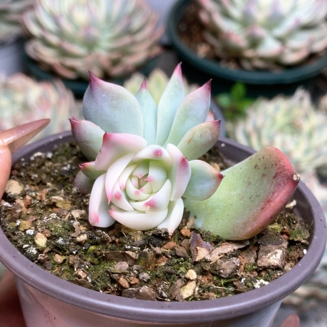 015锦锦锦锦锦锦锦