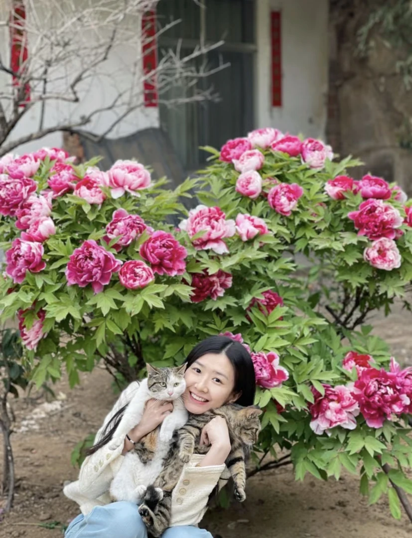 精品牡丹【岛锦】复色系 人间富贵花  地栽盆栽 菏泽产地现挖现发