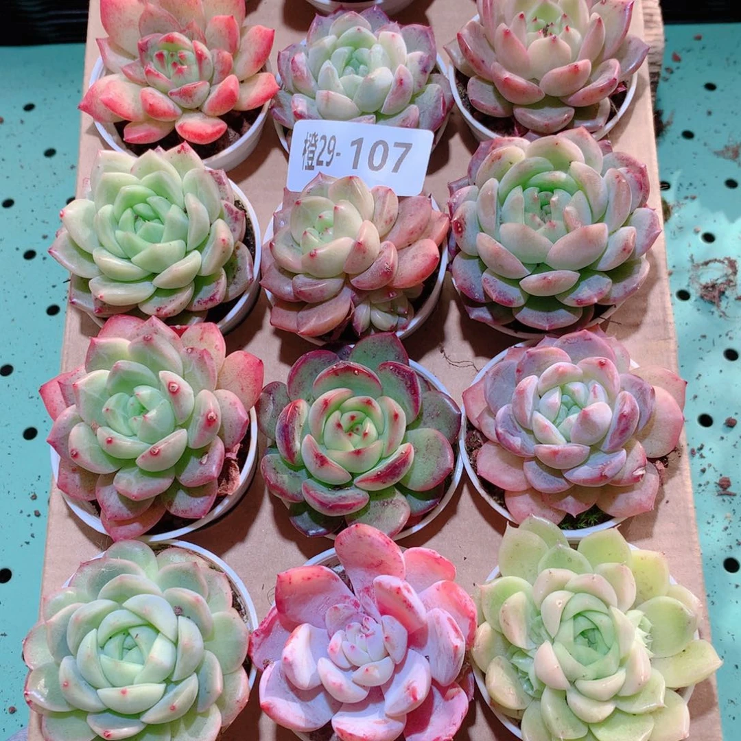 29-107一物一拍多肉带盆18颗