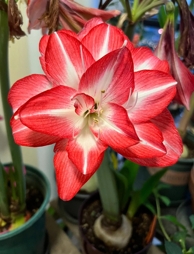 朱顶红《花孔雀》盆栽阳台花卉种球植物盆栽